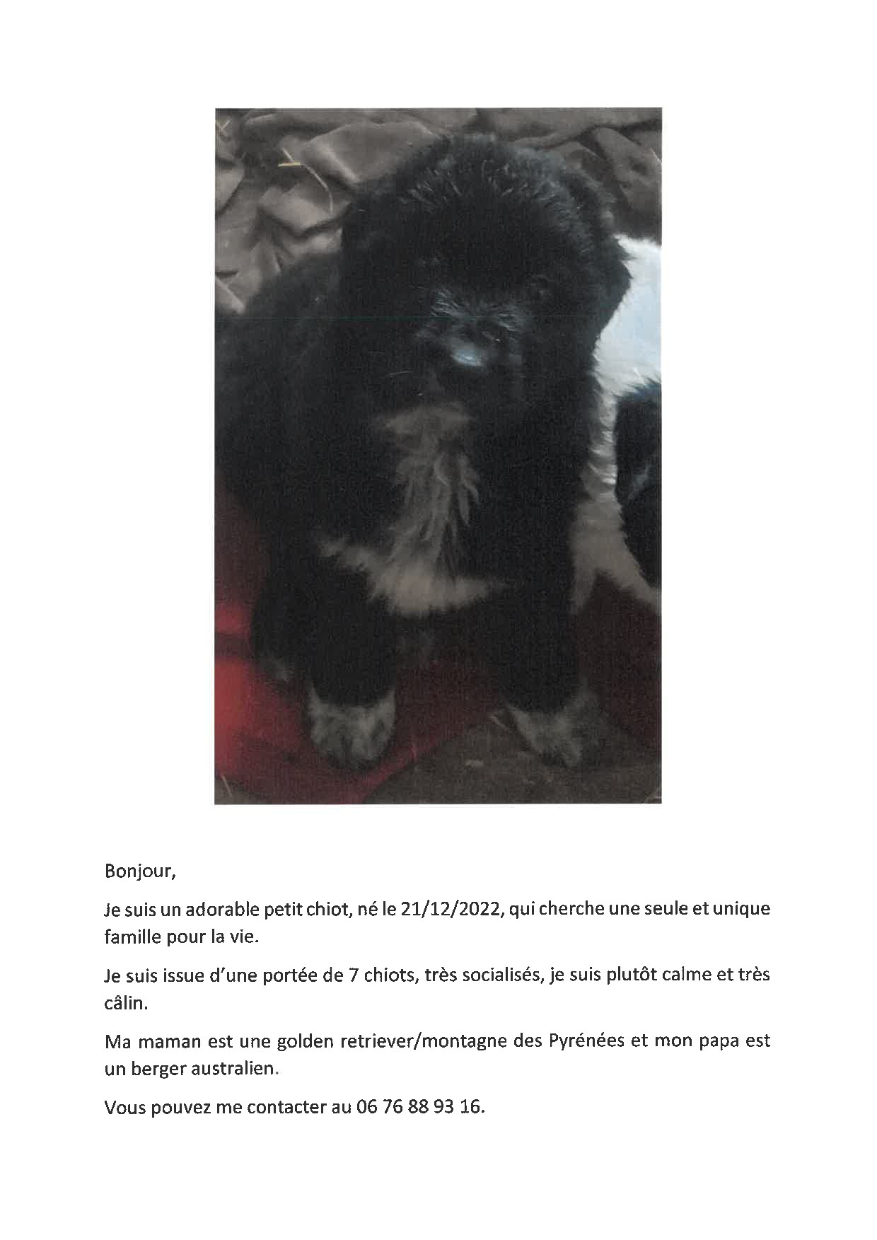 Image%20du%20chiot